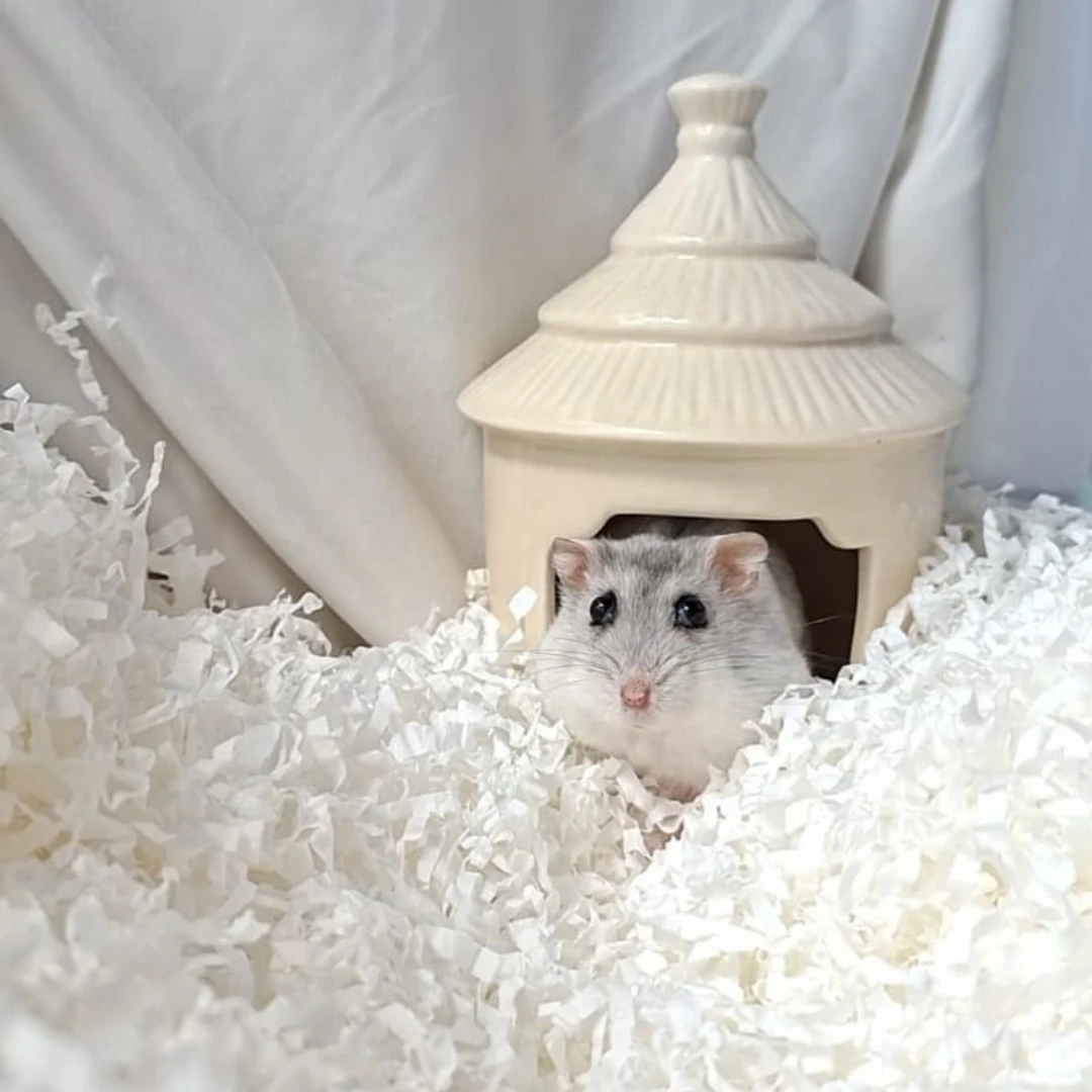 Pet Hotel Hamster - Big Little Burrow